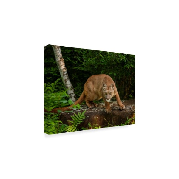 Galloimages Online 'About To Pounce' Canvas Art,35x47